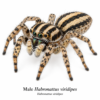 Male_Habronattus_viridipes Paradise Jumping Spider (Habronattus sp.)