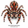 Male_Ocala_Paradise_Spider_Habronattus_ocala Paradise Jumping Spider (Habronattus sp.)