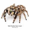 Male_Paradise_Type_Jumper_Habronattus_sp Paradise Jumping Spider (Habronattus sp.)