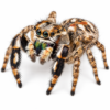 Paradise Jumping Spider Paradise Jumping Spider (Habronattus sp.)